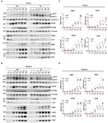 Mutant HTT does not affect glial development but impairs myelination in the early disease stage